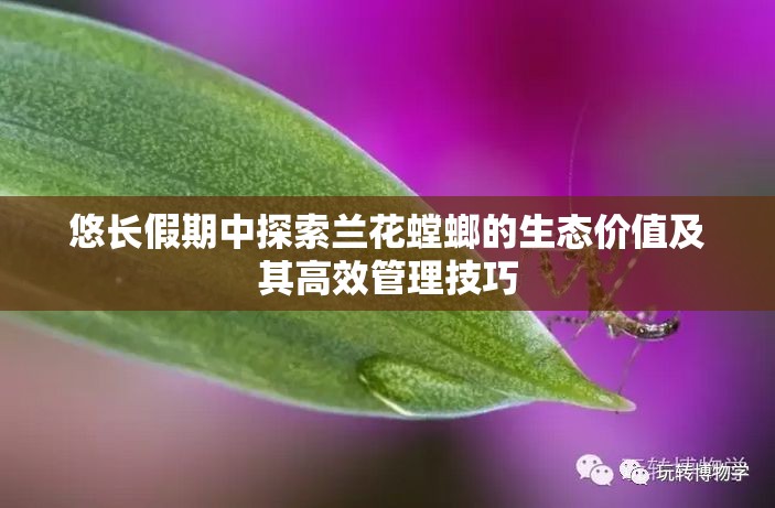 悠长假期中探索兰花螳螂的生态价值及其高效管理技巧