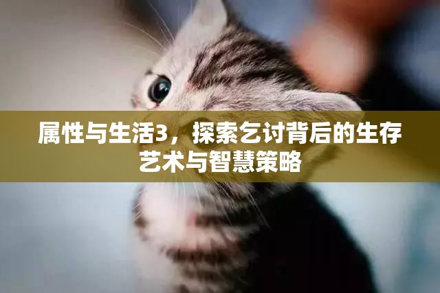 属性与生活3，探索乞讨背后的生存艺术与智慧策略