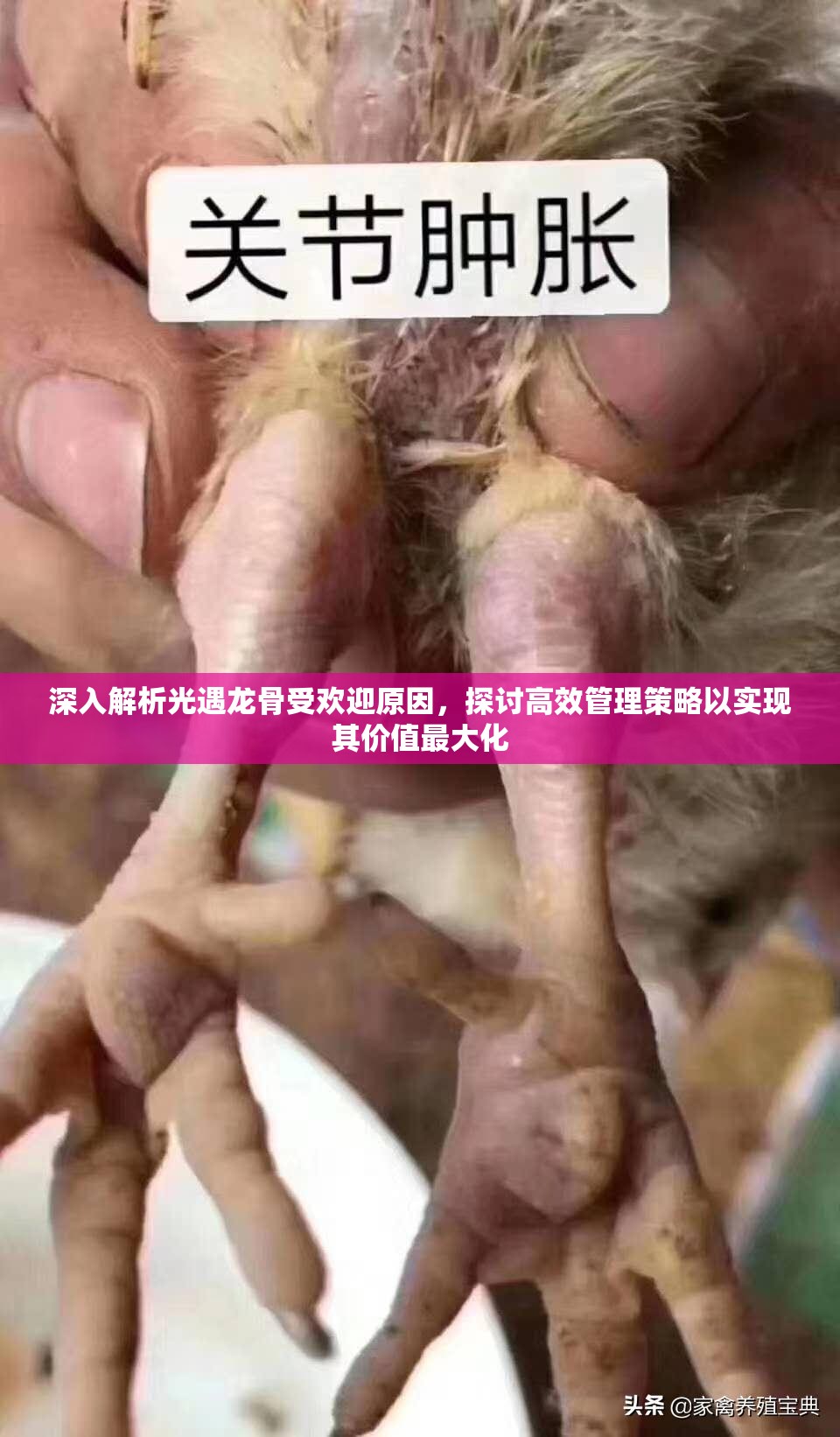 深入解析光遇龙骨受欢迎原因，探讨高效管理策略以实现其价值最大化