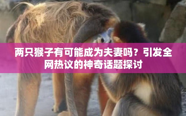 两只猴子有可能成为夫妻吗？引发全网热议的神奇话题探讨