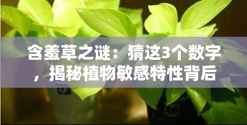 含羞草之谜：猜这3个数字，揭秘植物敏感特性背后的自然密码  （完整保留关键词含羞草，结合猜数字的互动性，融入自然现象与悬念，满足SEO长尾词需求，吸引用户点击探索答案）