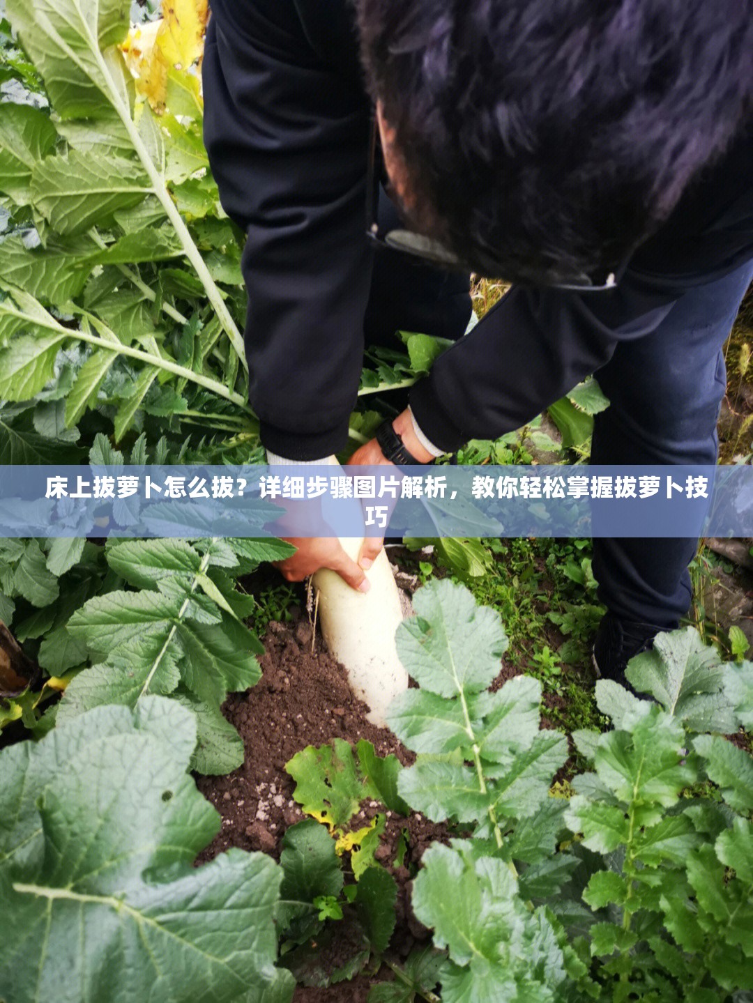 床上拔萝卜怎么拔？详细步骤图片解析，教你轻松掌握拔萝卜技巧