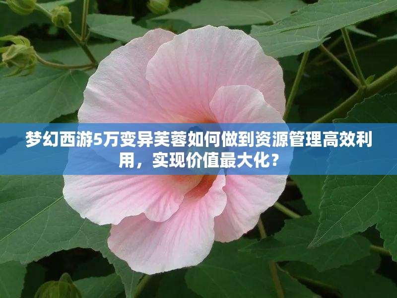 梦幻西游5万变异芙蓉如何做到资源管理高效利用，实现价值最大化？