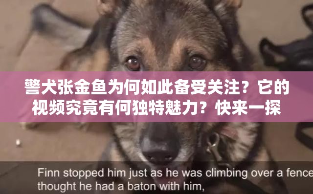 警犬张金鱼为何如此备受关注？它的视频究竟有何独特魅力？快来一探究竟