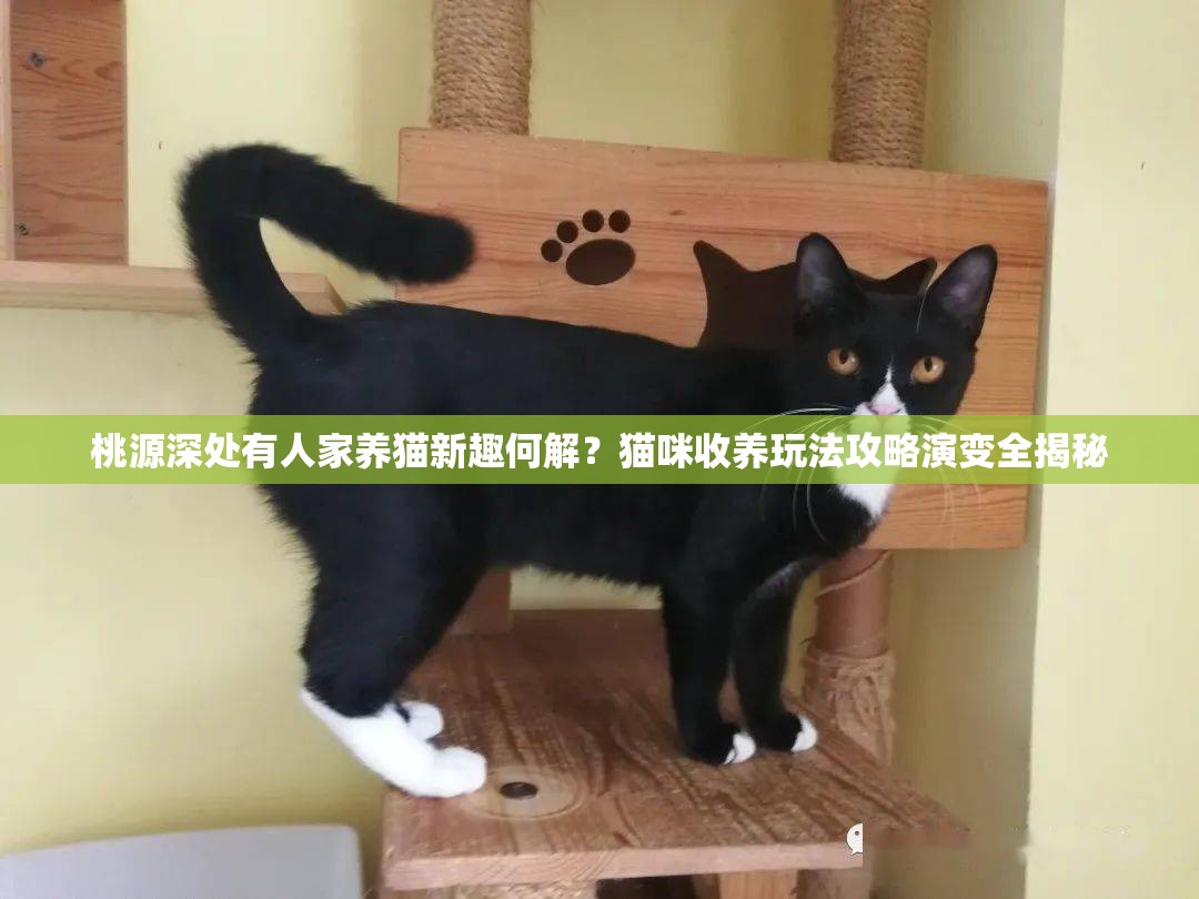 桃源深处有人家养猫新趣何解？猫咪收养玩法攻略演变全揭秘