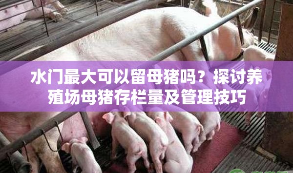 水门最大可以留母猪吗？探讨养殖场母猪存栏量及管理技巧