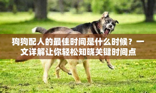 狗狗配人的最佳时间是什么时候？一文详解让你轻松知晓关键时间点