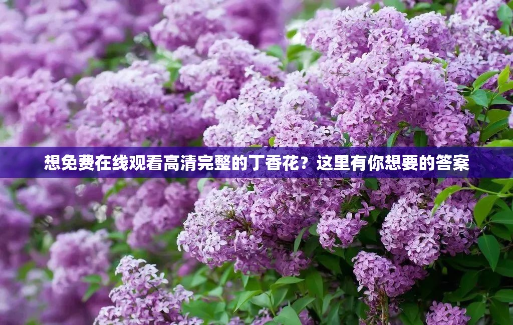 想免费在线观看高清完整的丁香花？这里有你想要的答案