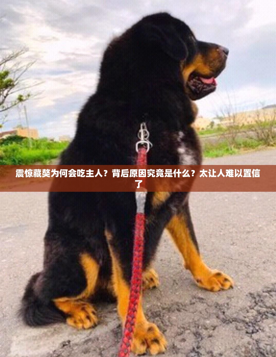 震惊藏獒为何会吃主人？背后原因究竟是什么？太让人难以置信了