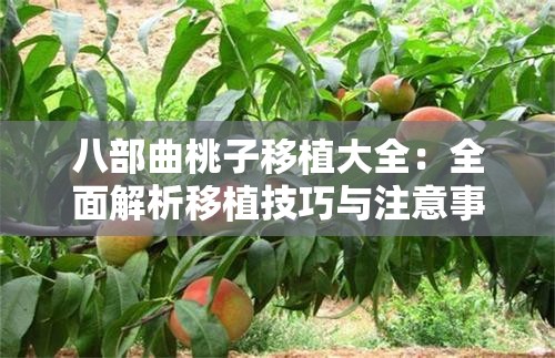 八部曲桃子移植大全：全面解析移植技巧与注意事项