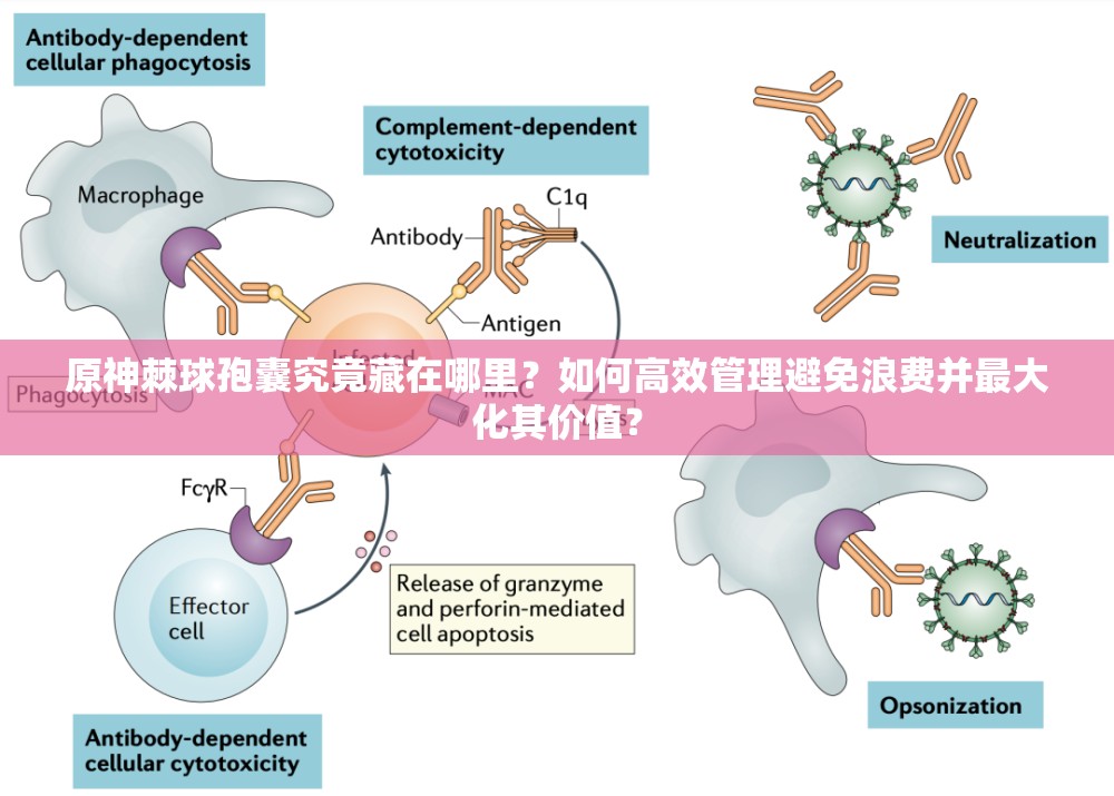 原神棘球孢囊究竟藏在哪里？如何高效管理避免浪费并最大化其价值？