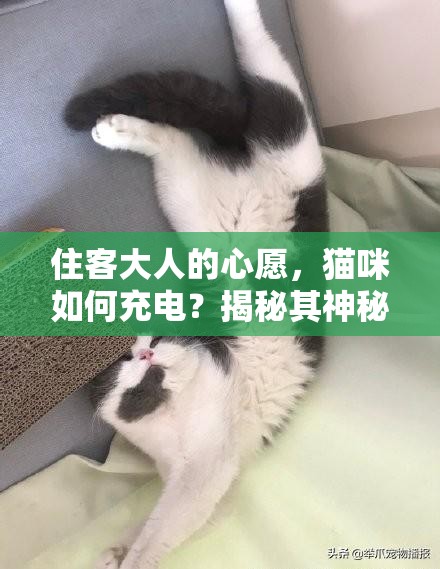 住客大人的心愿，猫咪如何充电？揭秘其神秘方法的演变史