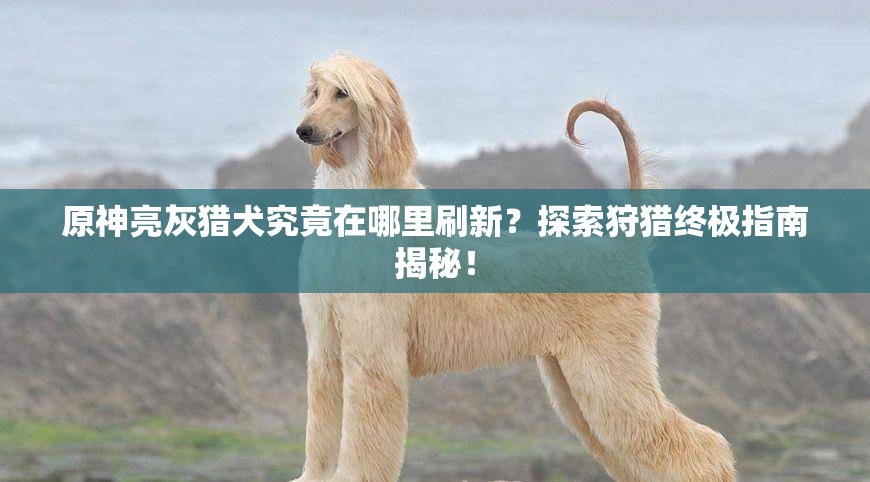 原神亮灰猎犬究竟在哪里刷新？探索狩猎终极指南揭秘！