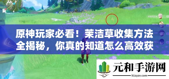 原神玩家必看！茉洁草收集方法全揭秘，你真的知道怎么高效获取吗？